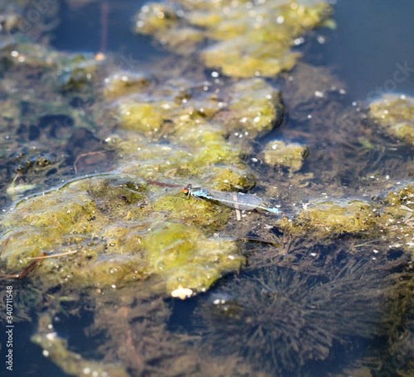 Obraz Eine Azurjungfer, eine Kleinlibelle über einen mit Algen begdeckten Teich Gewässer.