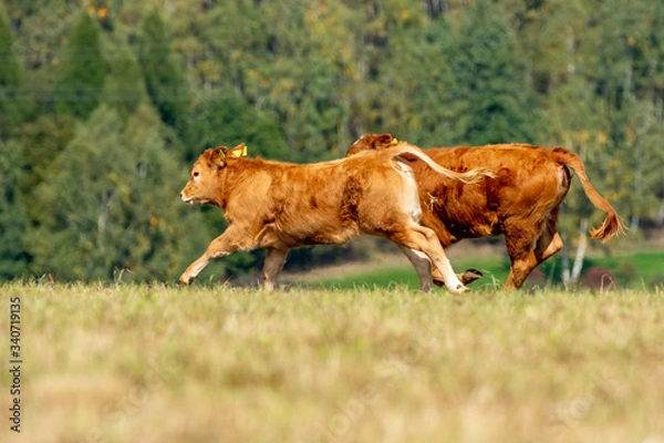 Obraz calf running away