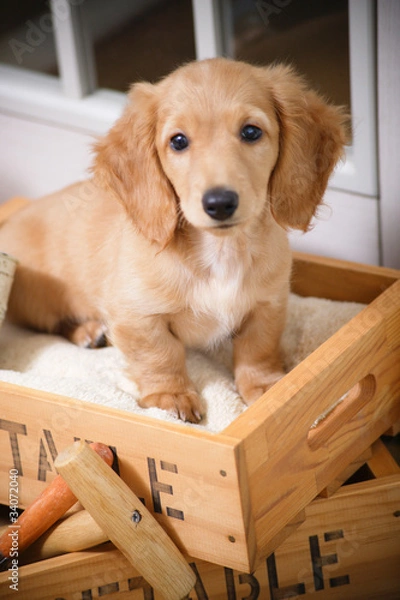 Obraz 木箱の中の仔犬