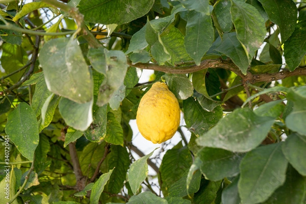 Obraz lemon tree with leaves