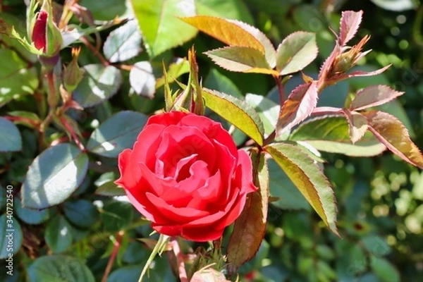 Obraz red rose on a green background