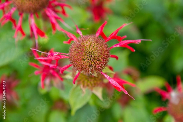 Fototapeta Monarda (bee balm) flower after blooming time