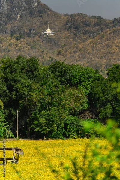 Obraz beautiful yellow blooming cosmos flower field with mountain and buddha statue as a background.