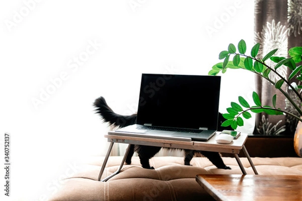 Fototapeta Laptop on a stand on the sofa against the background of the window.Cat behind the laptop. Empty white background on the left. Home interior. Home office. Working remotely. Work from home. Cozy office 