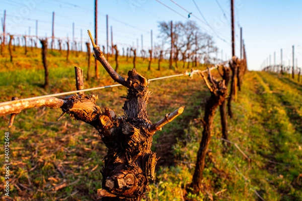 Fototapeta A close up of vine trunks, pruned back and tied to a metal trellis, bathed in warm evening light, vineyard and tree in the background. 