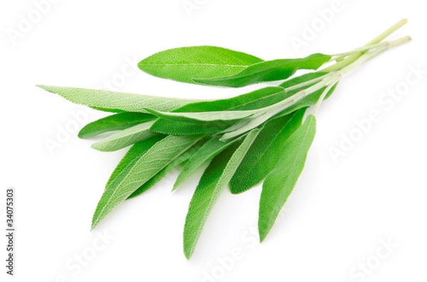 Obraz green leaves of sage, isolated on white background