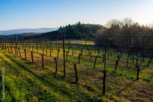 Fototapeta Evening light casts long shadows over green grass in a view of a spring vineyard in Oregon, vines bare of leaves, late afternoon light, forested hills in the background. 