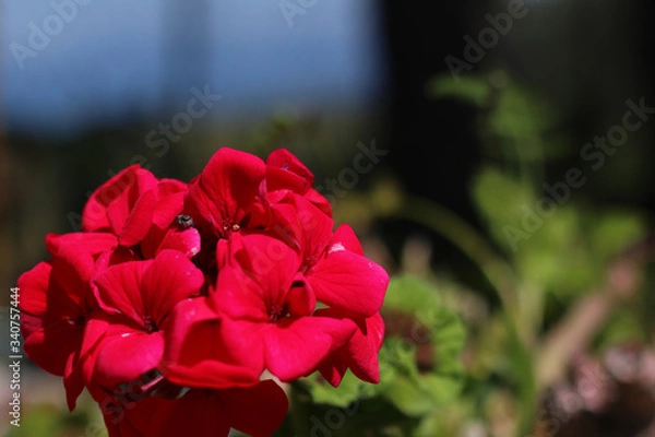 Fototapeta fiore fucsia