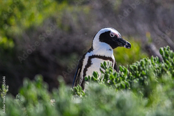Obraz Lonely penguin walk