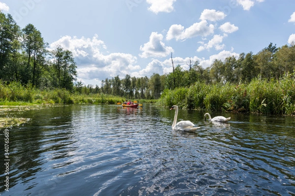 Fototapeta Amazing landscape with two white swans and tourints kayaking inside a beauful and wild river.