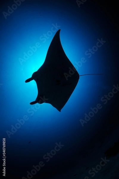 Obraz The manta ray 
