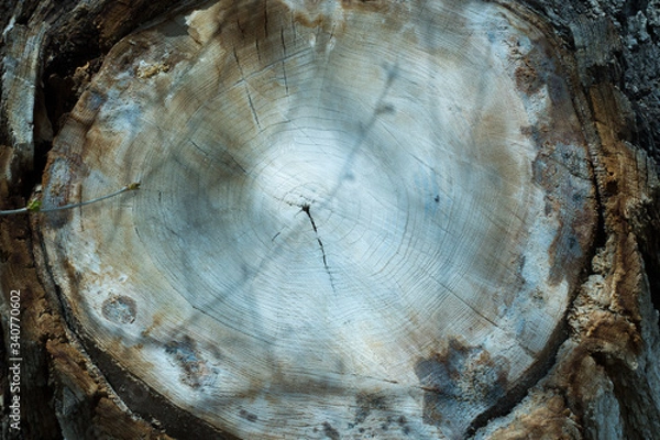 Obraz Tree Trunk Wood Background Texture