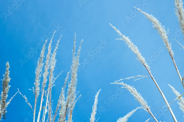 Obraz Light Blue Sky Plant Background