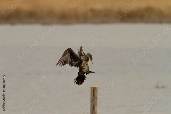 Obraz Cormorán grande (Phalacrocorax carbo), apunto de posarse en el palo.
