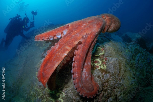 Obraz Giant Pacific octopus & diver