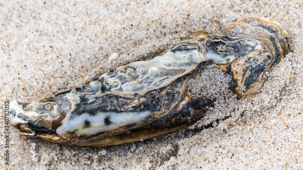 Fototapeta Close-up of a half-buried oyster shell in the sand on Long Beach Island