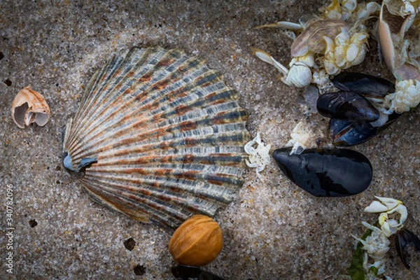 Fototapeta Close up of several shells on the beach on Long Beach Island, NJ