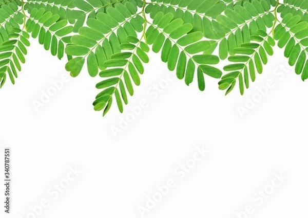 Obraz Tamarind leaves on white background