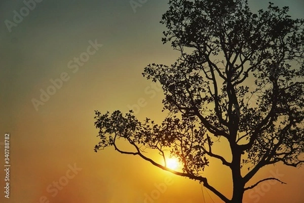 Fototapeta silhouette of tree in sunset