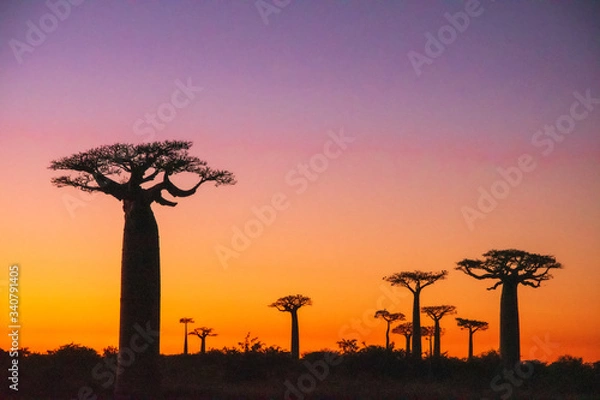 Obraz マダガスカルのバオバブ街道でみた夕日と朝日