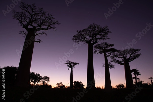 Obraz マダガスカルのバオバブ街道でみた夕日と朝日