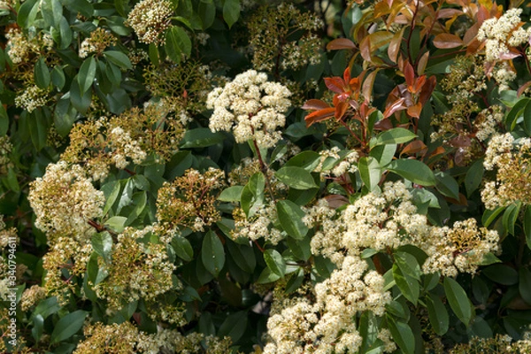 Fototapeta Flowers on tree branches on a sunny spring day.