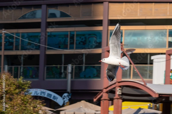 Fototapeta 街中を飛ぶカモメ