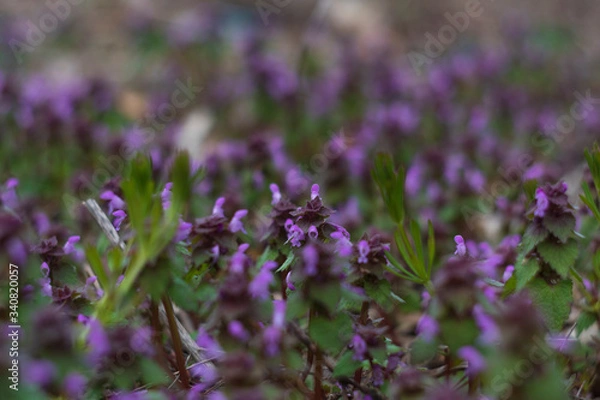 Obraz Wing of spring