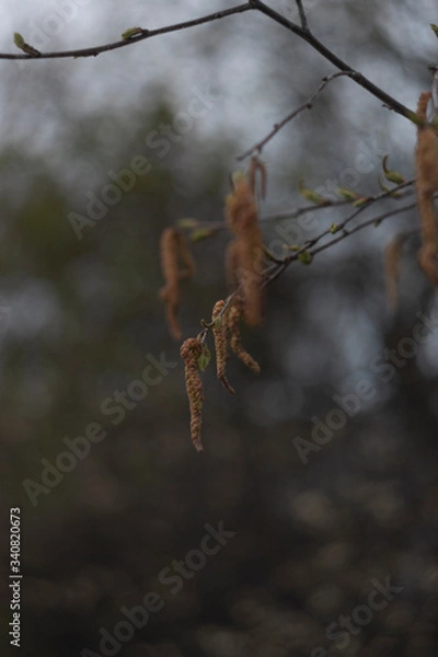 Obraz Wing of spring