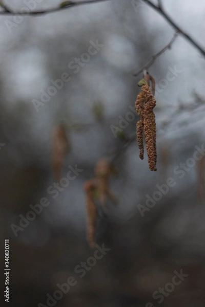 Obraz Wing of spring