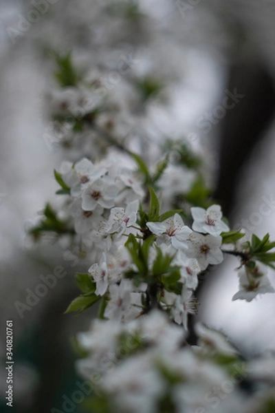 Obraz Cherry blossom