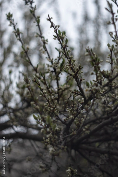 Obraz Wing of spring