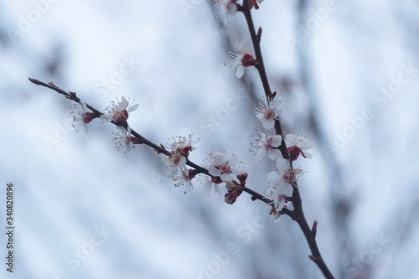 Obraz Cherry blossom