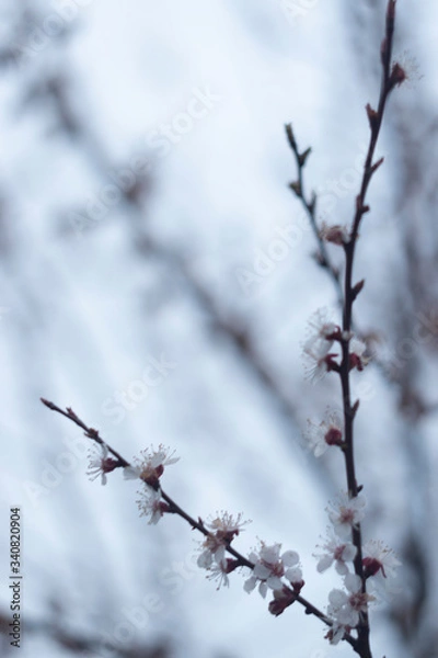 Obraz Cherry blossom