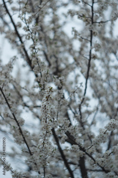 Obraz Cherry blossom