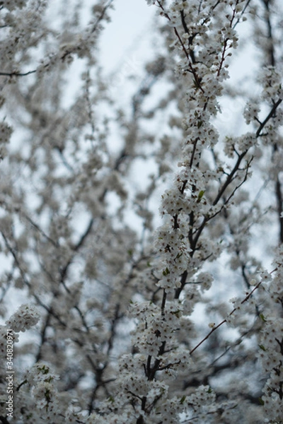 Obraz Cherry blossom