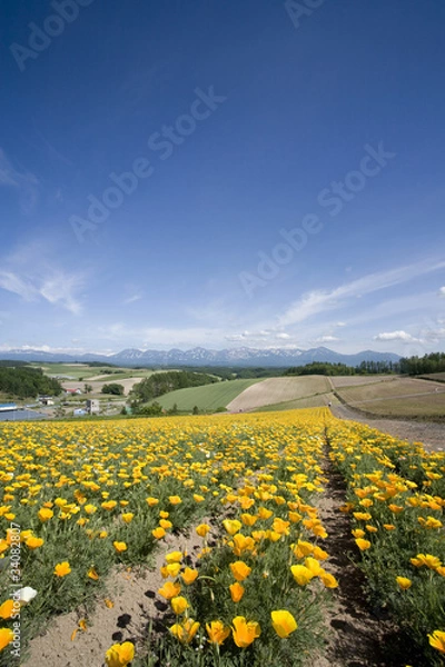 Fototapeta 四季彩の丘