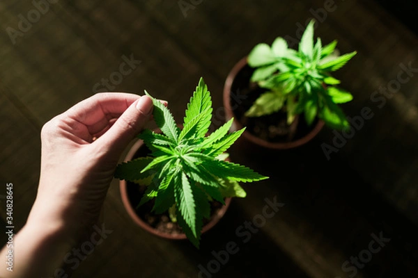 Fototapeta Anbau von Hanf in kleinem Stil