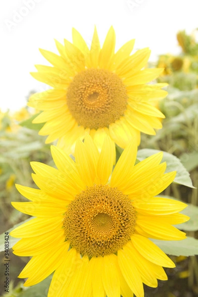 Fototapeta ひまわり