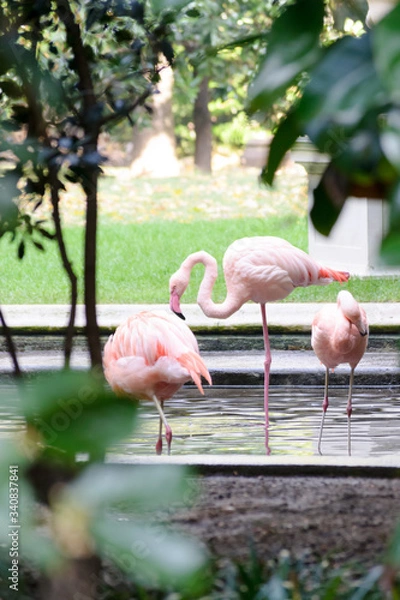 Obraz Pink flamingos in a fountain at Villa Invernizzi, a hidden garden in Milano, Italy