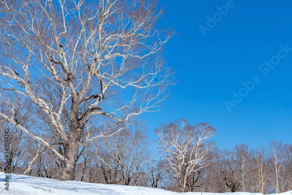 Fototapeta 【青森県八甲田山】早春の雑木林
