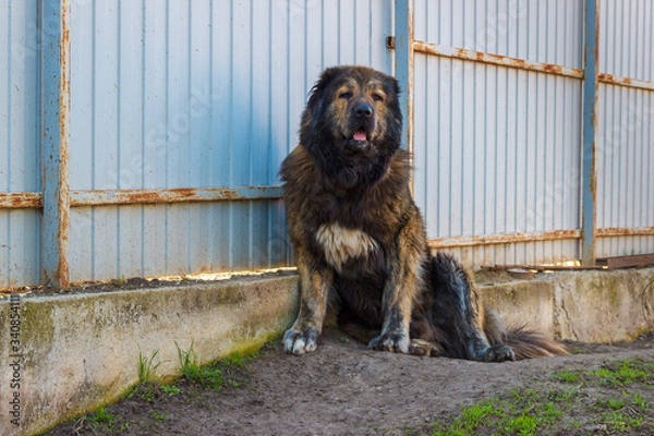 Fototapeta Caucasian shepherd dog sitting near metal fence and guarding a courtyard