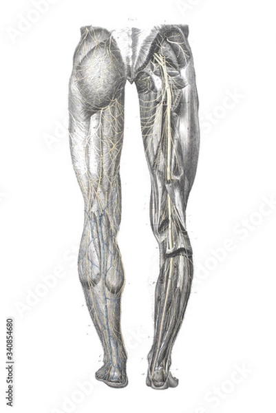 Fototapeta The circulatory system of legs of a man in the old book The Atlas of Human Anatomy, by K.E. Bock, 1875, St. Petersburg