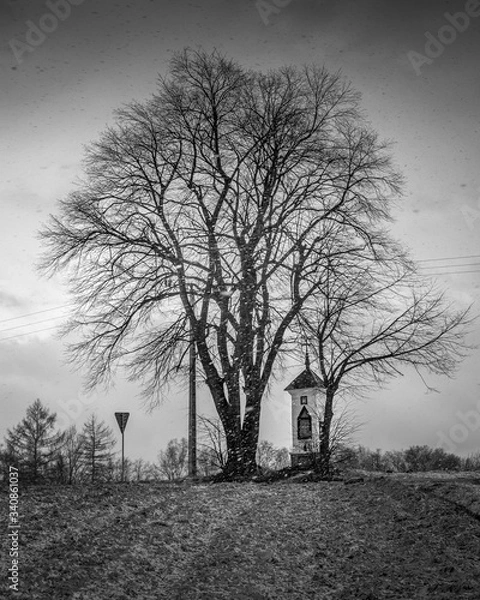 Obraz Samotne drzewo 