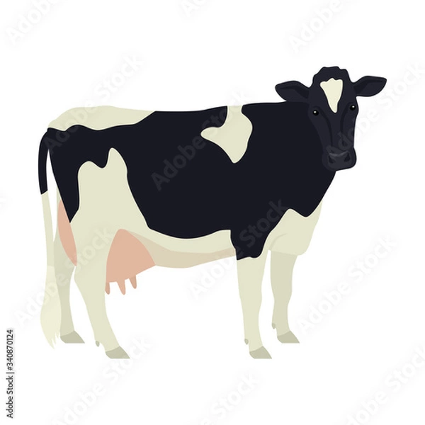 Obraz Holstein Friesian cow Breeds of domestic cattle Flat vector illustration Isolated object on white background