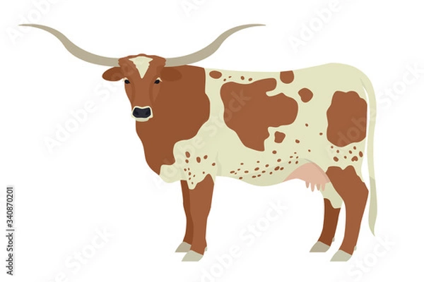 Fototapeta Texas Longhorn cow Breeds of domestic cattle Flat vector illustration Isolated object on white background