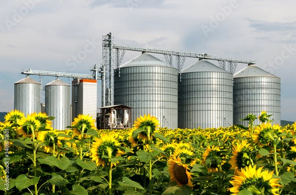 Obraz Silo in a sunflower field.