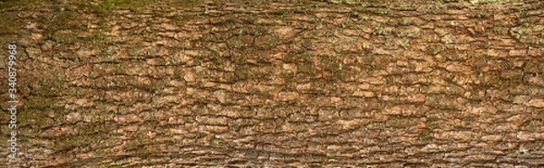 Fototapeta Embossed texture of the bark of oak. Panoramic photo of the oak texture with moss.
