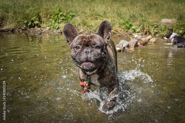 Fototapeta Male of french bulldog is standing in water. He is ready to start.