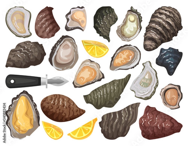 Fototapeta Oyster isolated cartoon set icon. Vector cartoon set icon shellfish food. Vector illustration oyster on white background.